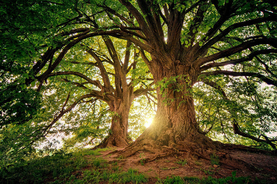 forest trees in sunlight